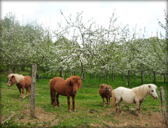 caballos y manzanos