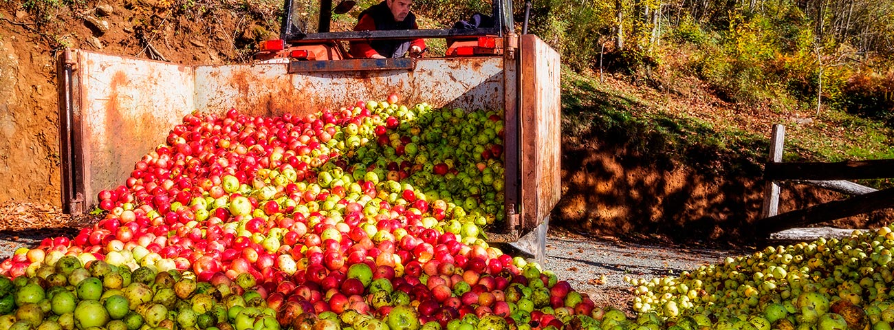 Manzanas sidra Behetxo